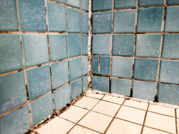 Mold Documentation for Insurance Claims in Wells, NV