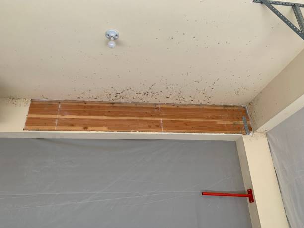 Best Black Mold Removal  in Wells, NV