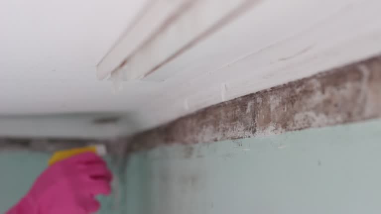 Environmental Consulting for Mold Prevention in Wells, NV